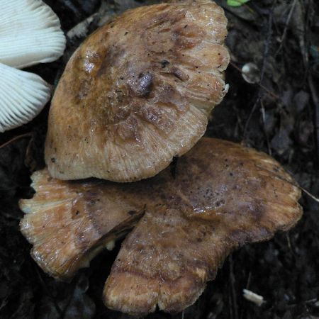 Russula foetentula